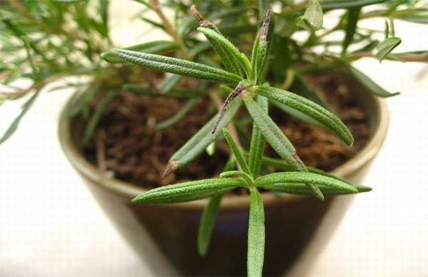 迷迭香枯萎怎么办 原因及养护方法介绍