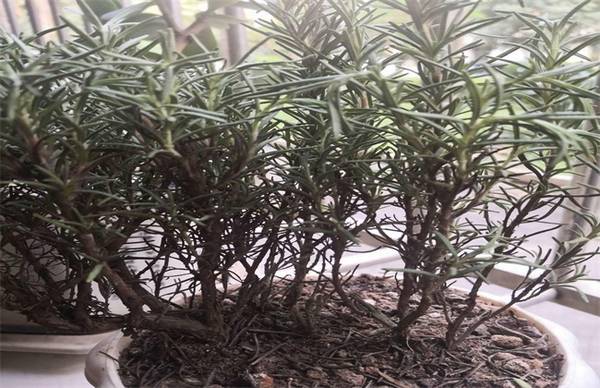 迷迭香枯萎怎么办 原因及养护方法介绍