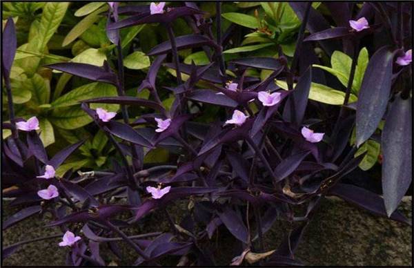 紫鸭跖草的种植方法