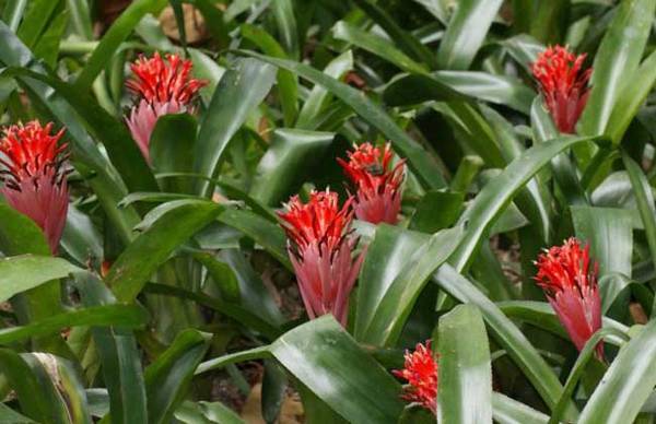 水塔花好养吗?水塔花的养殖方法