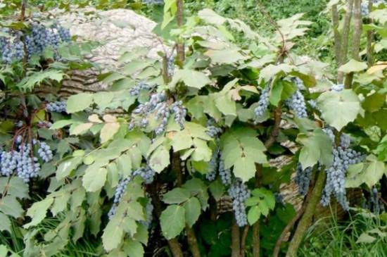 十大功劳的养殖方法和注意事项