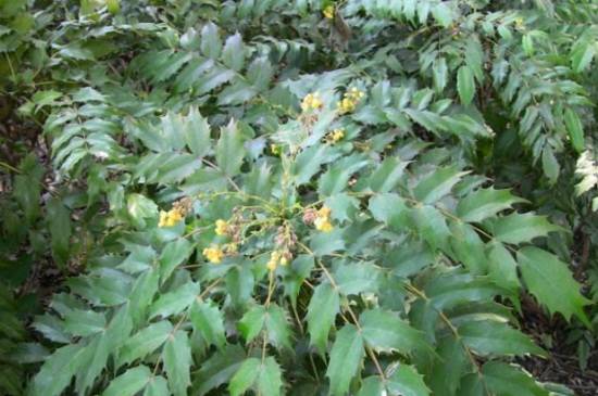 十大功劳的养殖方法和注意事项