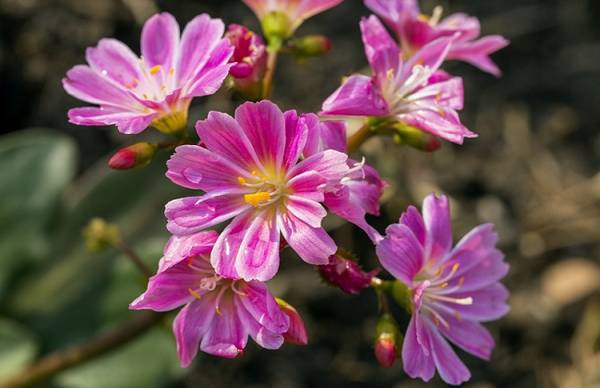 露薇花的养殖方法和注意事项