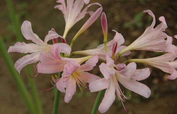 夏水仙好养吗?夏水仙的养殖方法