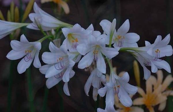 夏水仙好养吗?夏水仙的养殖方法