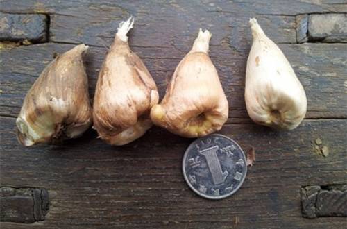 1520931231277813.jpg 香雪兰花期什么时候 开花后的养护处理方法