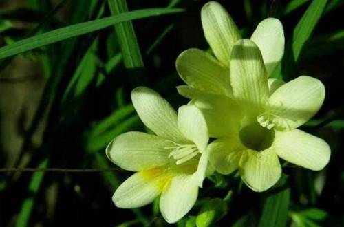 1520995782445895.jpg 香雪兰花期什么时候 开花后的养护处理方法