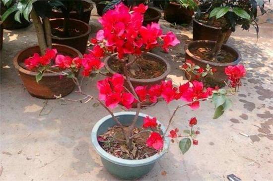三角梅不开花落叶原因分析和养护方法