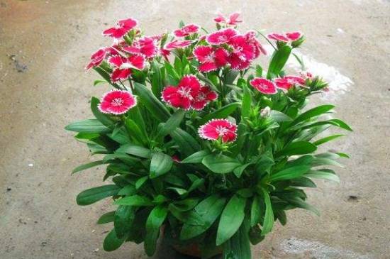 分享石竹叶子下垂的救治方法