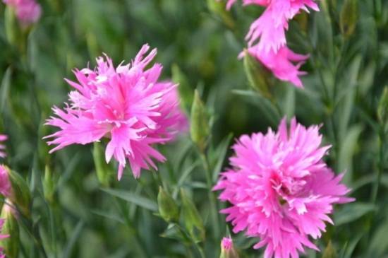 分享石竹叶子下垂的救治方法