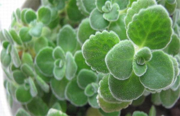 碰碰香怎么养 碰碰香的栽培养护要点