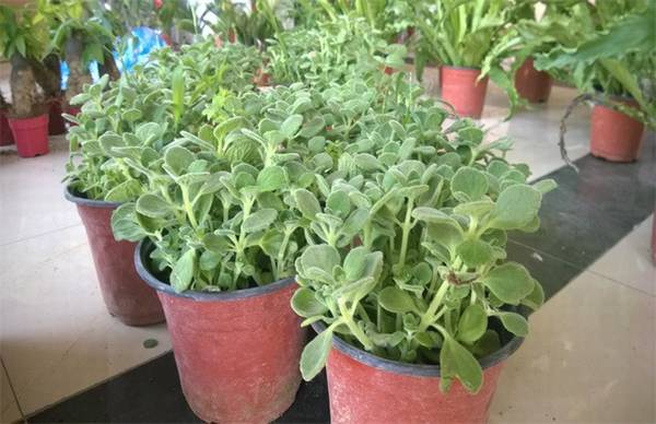 碰碰香怎么养 碰碰香的栽培养护要点