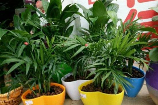 袖珍椰子的养殖注意要点