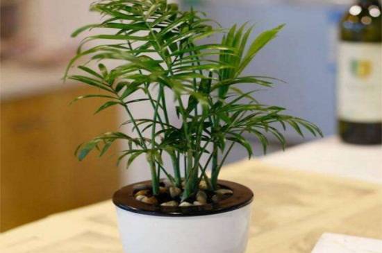 袖珍椰子的养殖注意要点