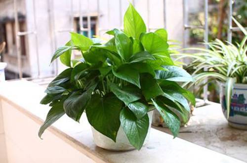 1558343327972604.jpg 家庭养花把握植物正确浇水时间技巧