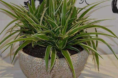 1556352383352215.jpg 吊兰新芽的育苗方法和注意事项