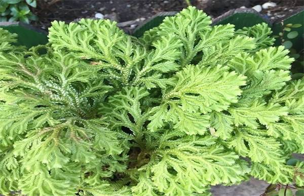 九死还魂草怎么养