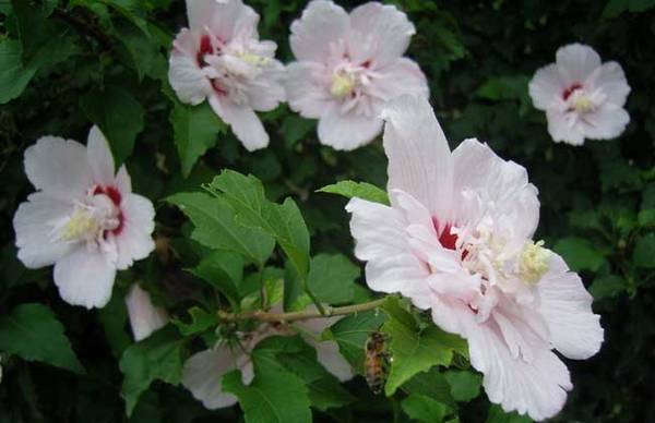 木槿花怎么种 木槿花的繁殖养殖方法