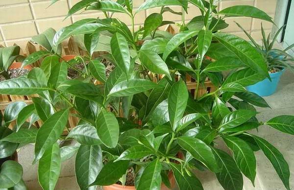 夜来香盆栽怎么养殖