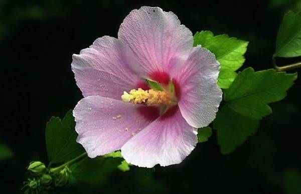 木槿花怎么种 木槿花的繁殖养殖方法