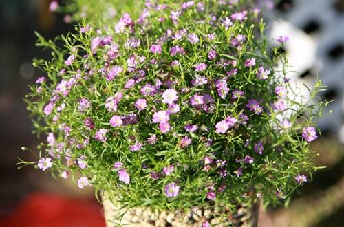 1559737029132537.jpg 满天星的养殖方法和注意事项