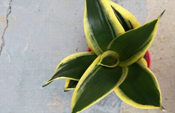 金边虎皮兰的养殖方法和注意事项