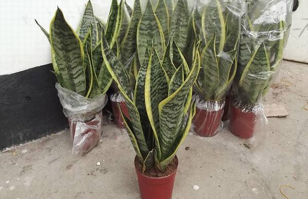 金边虎皮兰的养殖方法和注意事项