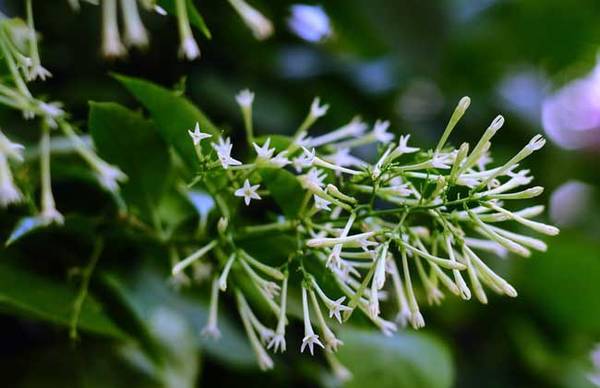 夜来香盆栽怎么养殖