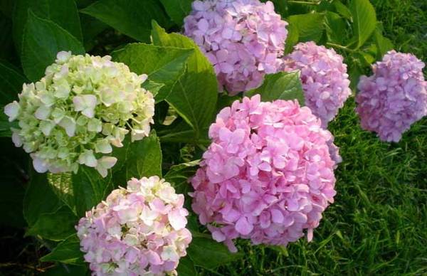 盆栽绣球花的养殖方法