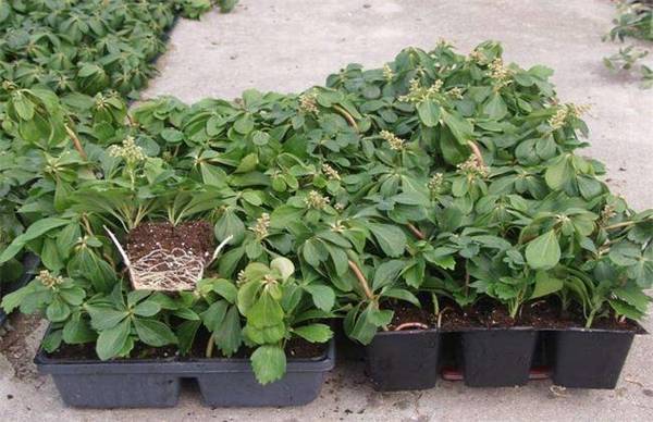 富贵草怎么养 富贵草的栽培养殖方法