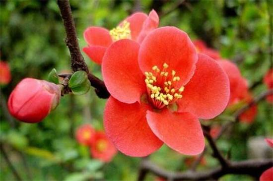 木瓜海棠怎么养 木瓜海棠的养殖方法