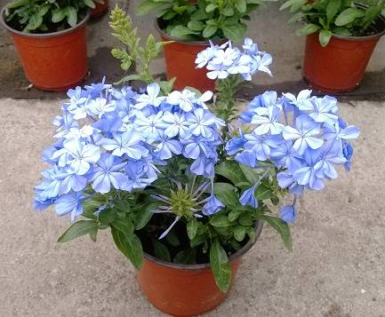 如何养好蓝雪花 蓝雪花的养殖方法