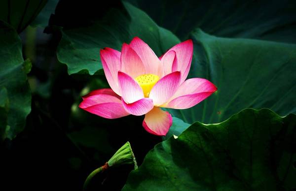 荷花的养殖方法和注意事项