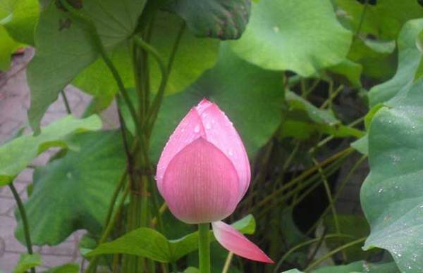 荷花的养殖方法和注意事项