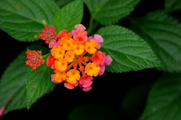 生活中哪些花会引起过敏