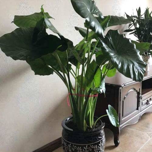 生活中哪些花会引起过敏