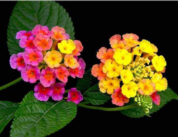 五色梅虽然长得漂亮但是会引起过敏