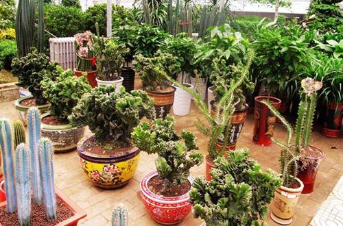 1546006952908831.jpg 老人养花有什么好处 老人养花注意事项须知