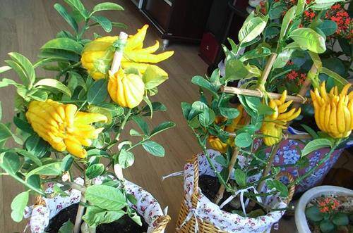 1546004065125084.jpg 老人养花有什么好处 老人养花注意事项须知