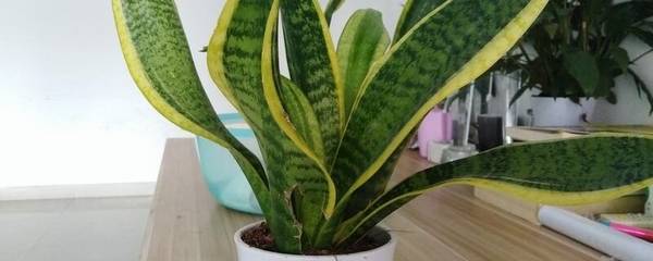 卧室放什么花好?适合卧室摆放的花卉推荐