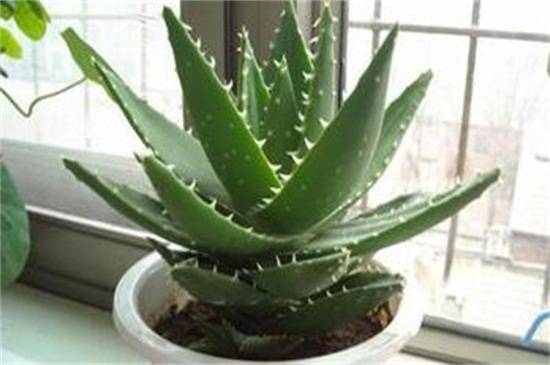 卧室放什么花好?适合卧室摆放的花卉推荐