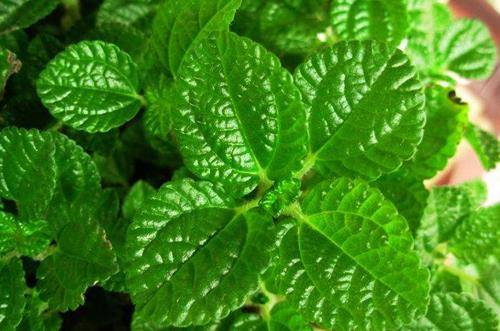 1551753912366415.jpg 刚装修好的新房放什么植物吸收甲醛好