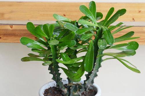 1551753943161067.jpg 刚装修好的新房放什么植物吸收甲醛好