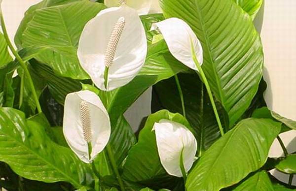 一帆风顺能放卧室养吗