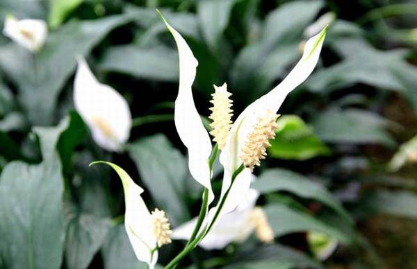 一帆风顺能放卧室养吗