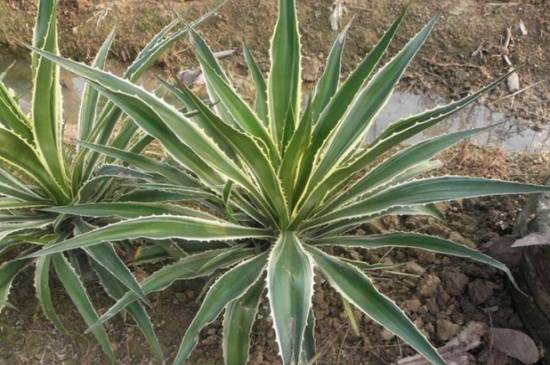 金边龙舌兰有毒吗