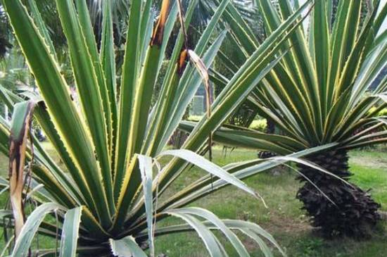 金边龙舌兰有毒吗