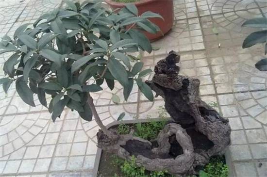 桂花树的风水禁忌,4个地方千万别放