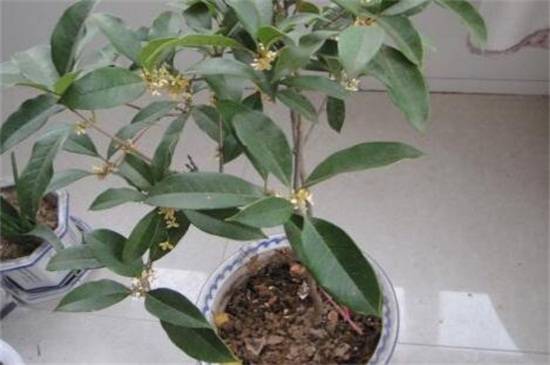 桂花树的风水禁忌,4个地方千万别放