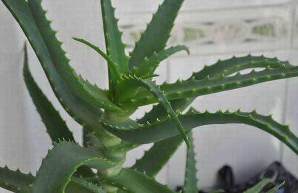 哪种芦荟可以直接敷脸?